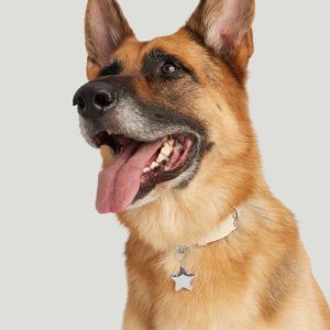 Star Pet Tag