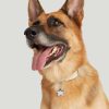 Star Pet Tag